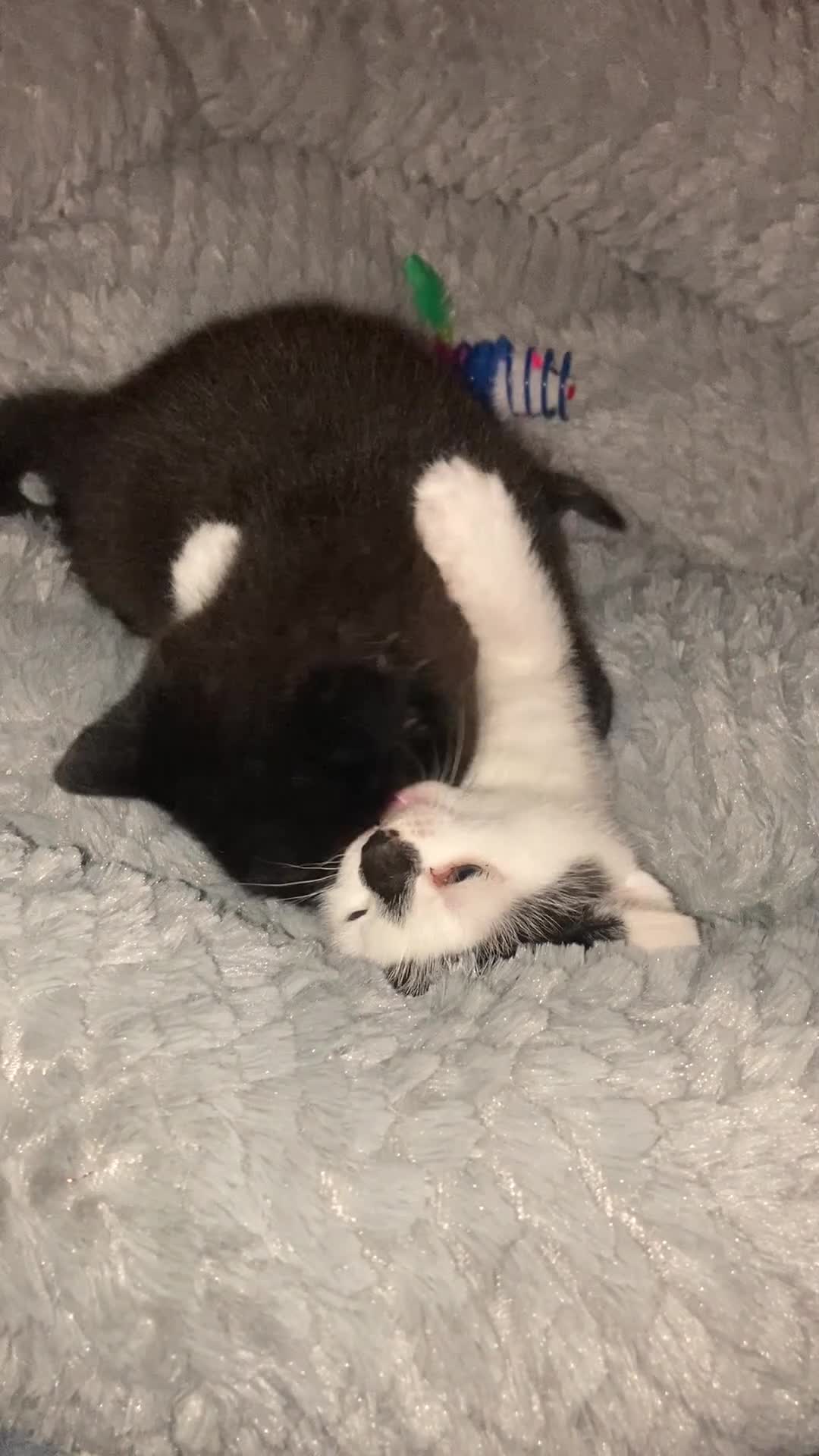 Mixed Breed cats for sale: Beautiful kittens ready to be sold together - Video 2