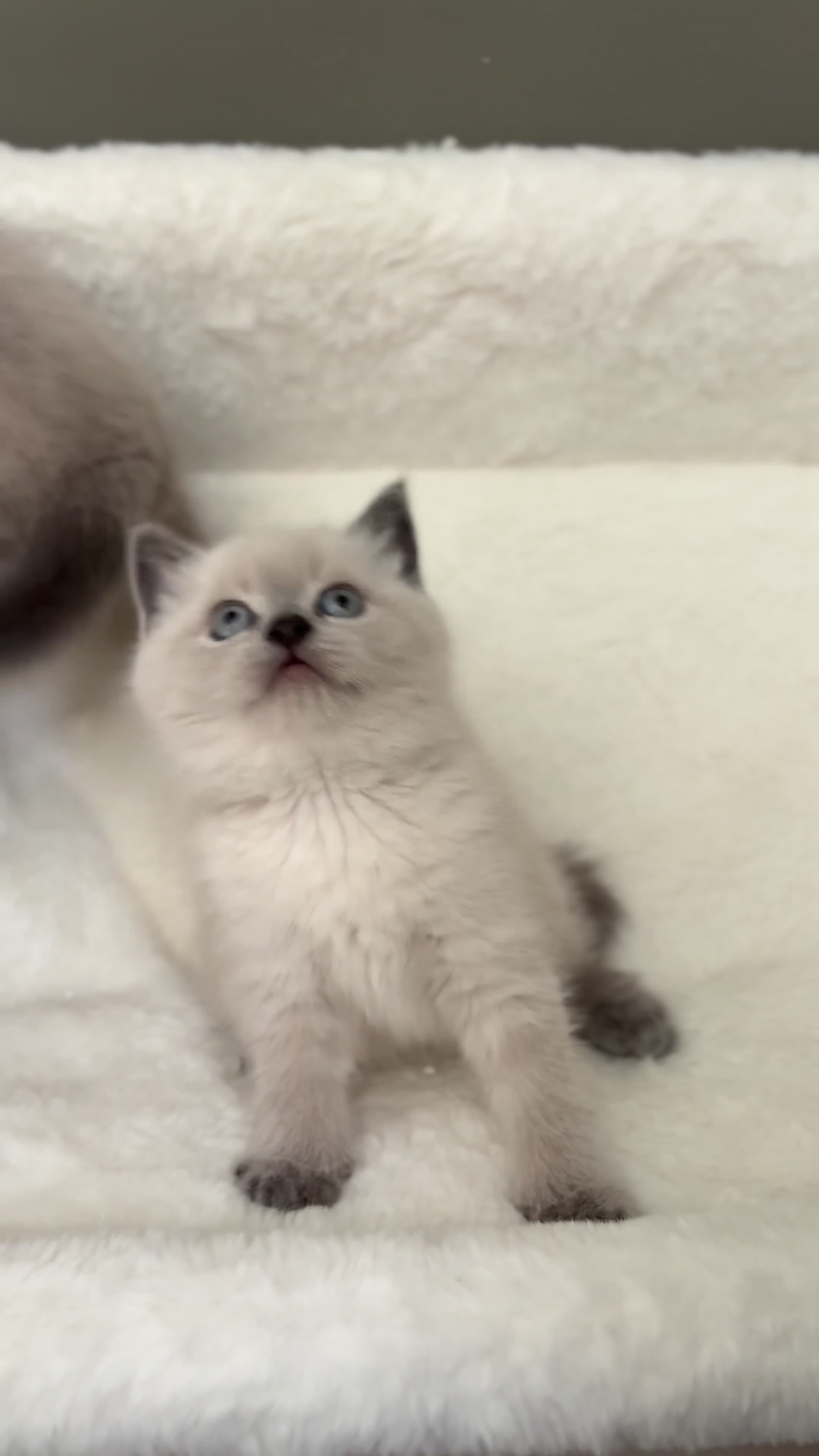 Scottish Fold cats for sale: Scottish fold British shorthair kittens  - Video 3