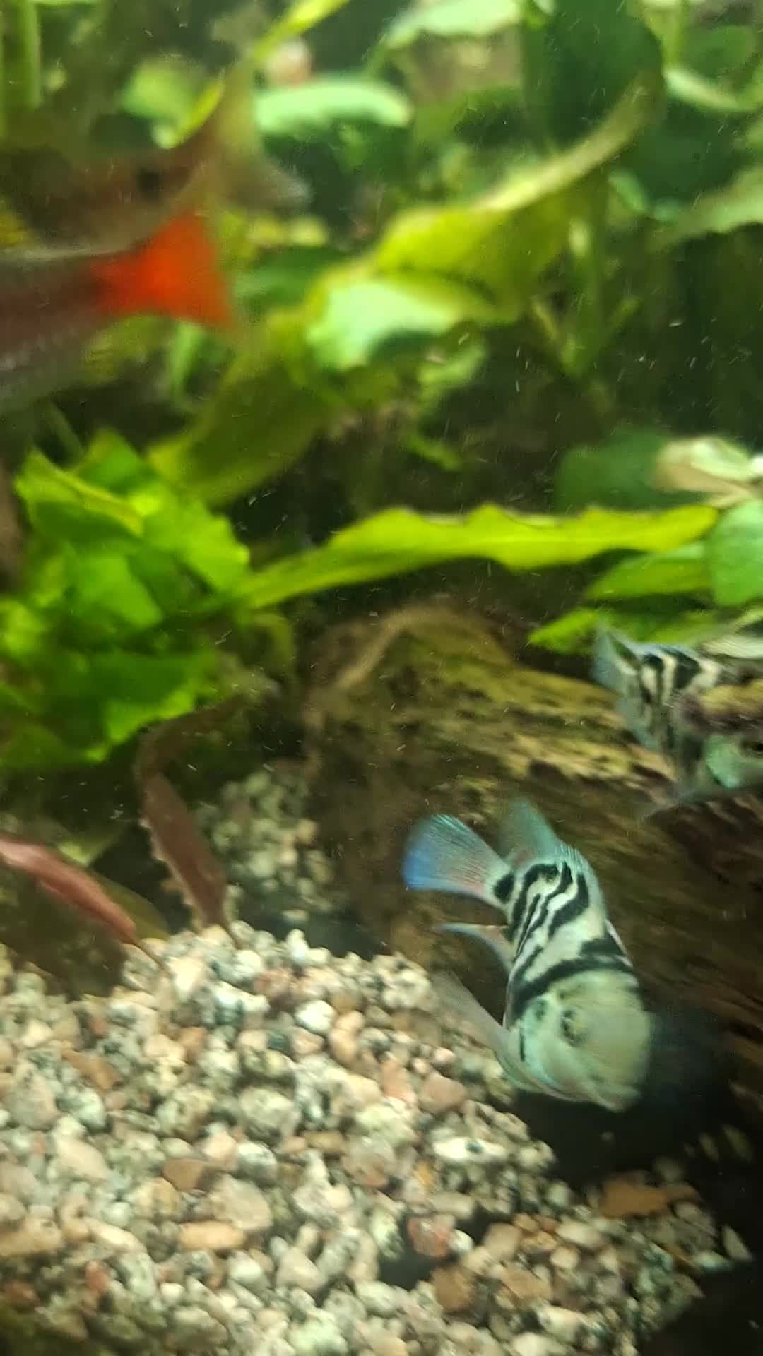 Cichlids fish for sale: Polar blue parrot fish - Video 1