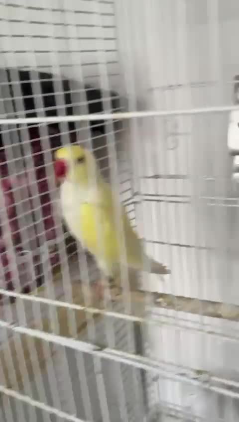 Parrots birds for sale: Indian ringneck (Parakeets) - Video 1