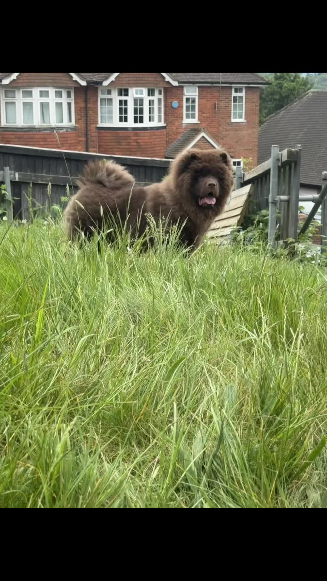 Chow Chow dogs for sale: Chunky chow  - Video 2