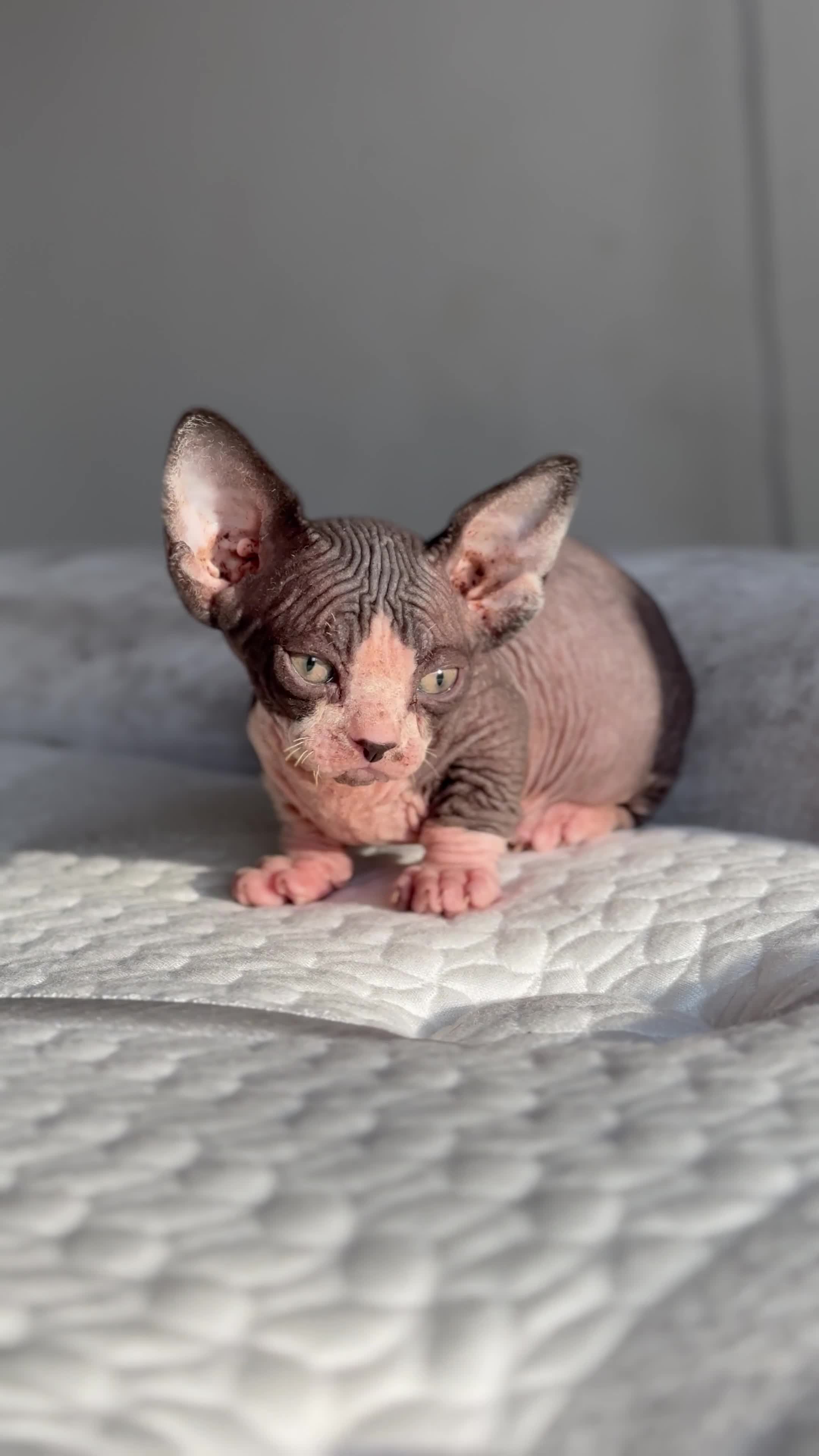 Sphynx cats for sale: LAST BAMBINO MALE LEFT - Video 1