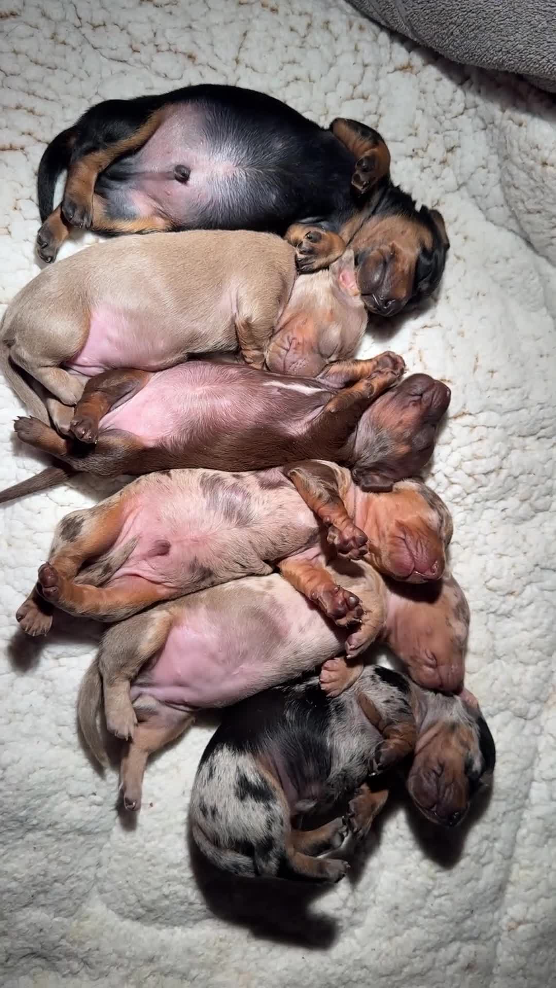 Miniature Dachshund dogs for sale: LAST 2 ON OFFER💕 KC REGISTERED/PRA CLEAR  - Video 3