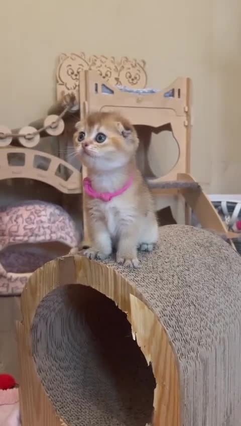 Scottish Fold cats for sale: Beautiful Scottish Straight/Fold Kittens - Video 2