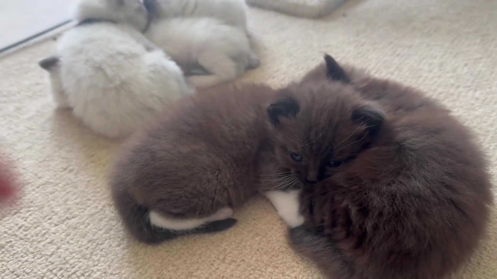 Ragdoll cats for sale: CINNAMON RAGDOLLS - GIRL AND BOY 🐻🤎🧸 - Video 4