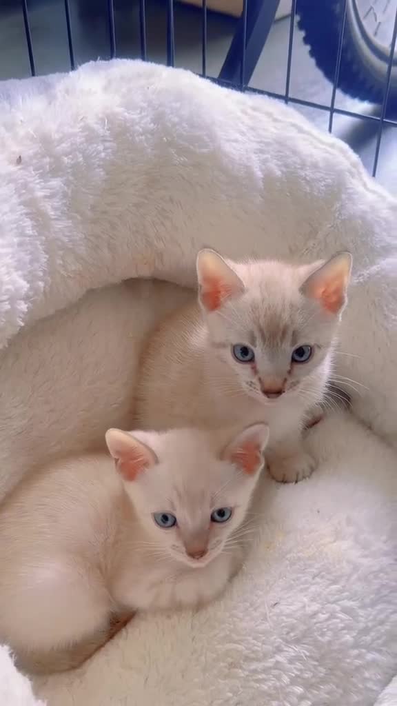 Bengal cats for sale: Bengal tiger kittens  - Video 1