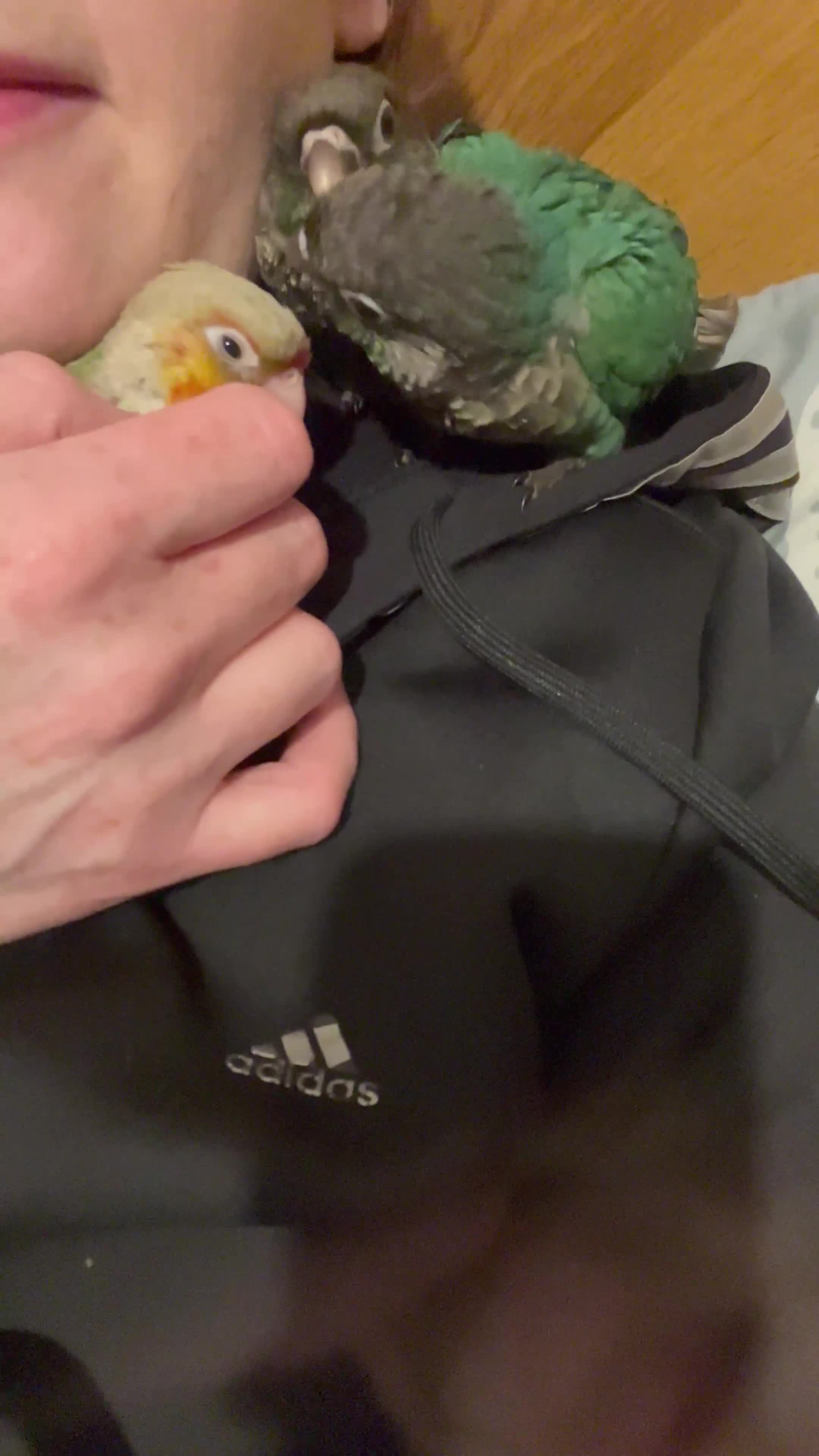 Conures birds for sale: Hand raised baby green cheek conures  - Video 1