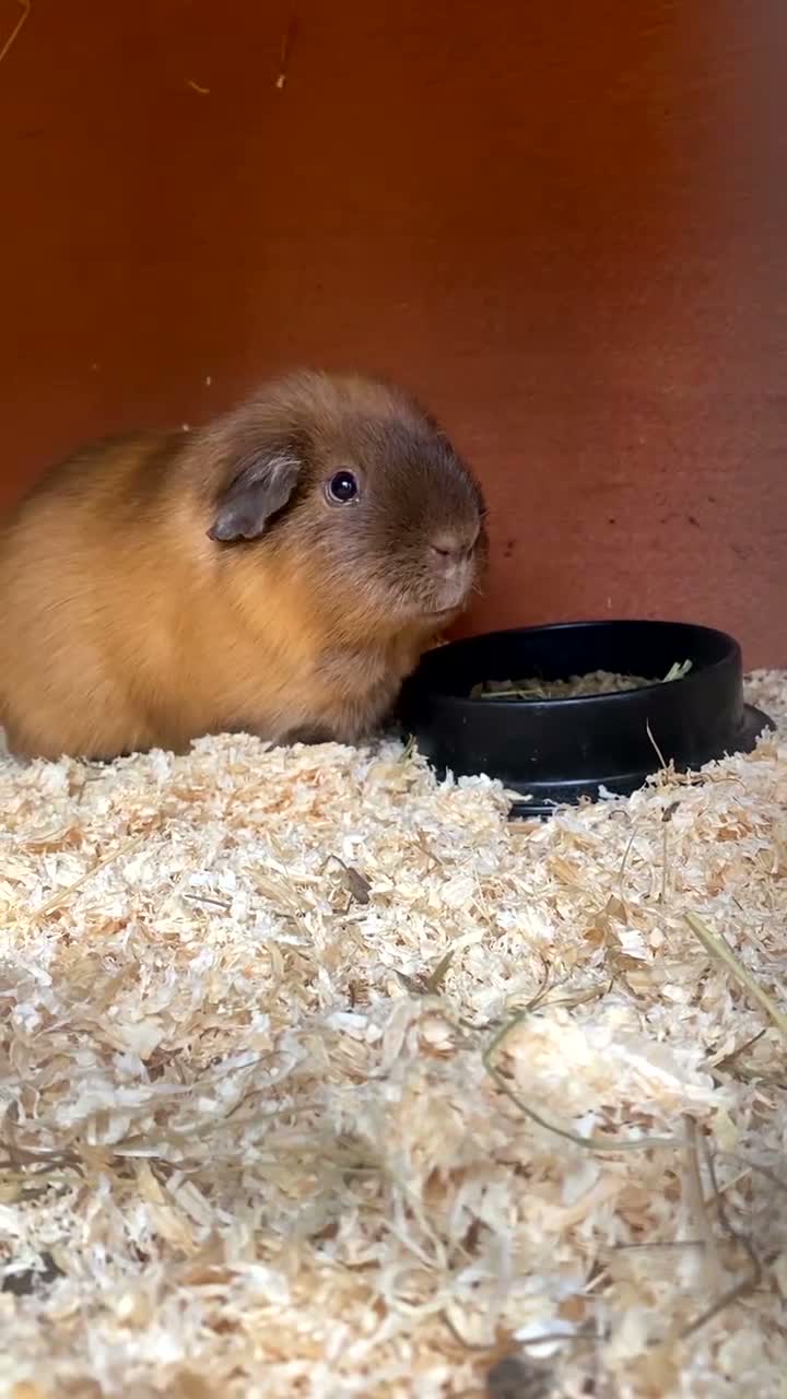 Guinea Pig rodents for sale: Male guniea pig  in Bradford - Video 2