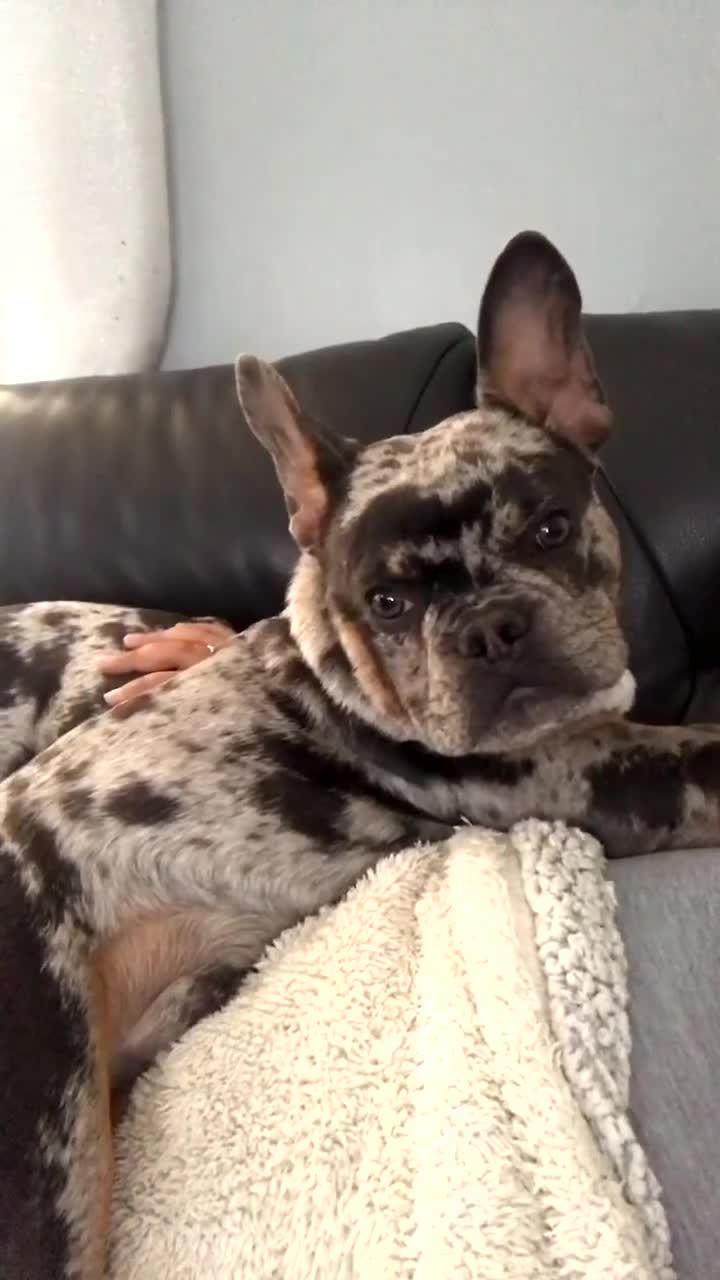 French Bulldog dogs for sale: 3 year old Lilac Merle French Bulldog in Arlesey - Video 3