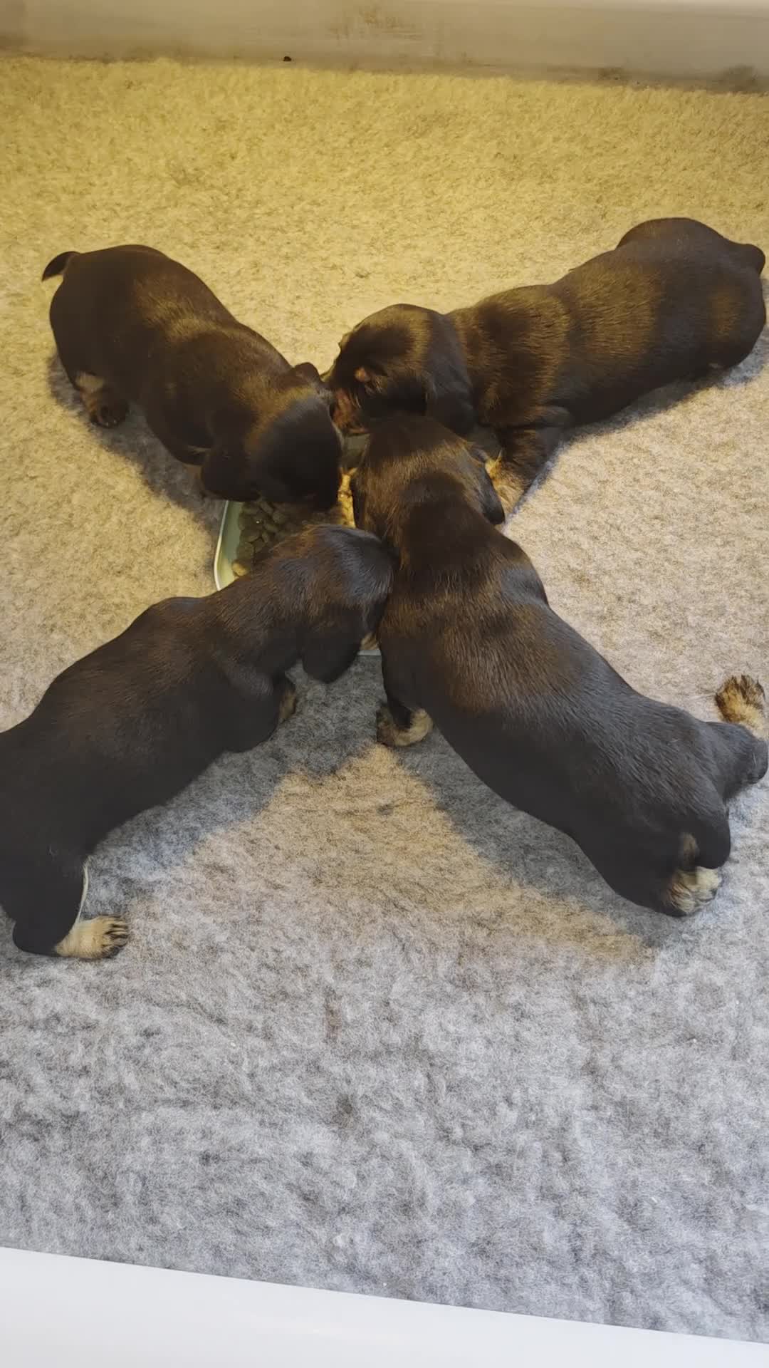Miniature Dachshund dogs for sale: Miniature Dachsunds - Video 1