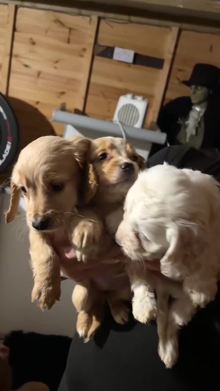 Cockapoo dogs for sale: Cockerpoo - Video 2