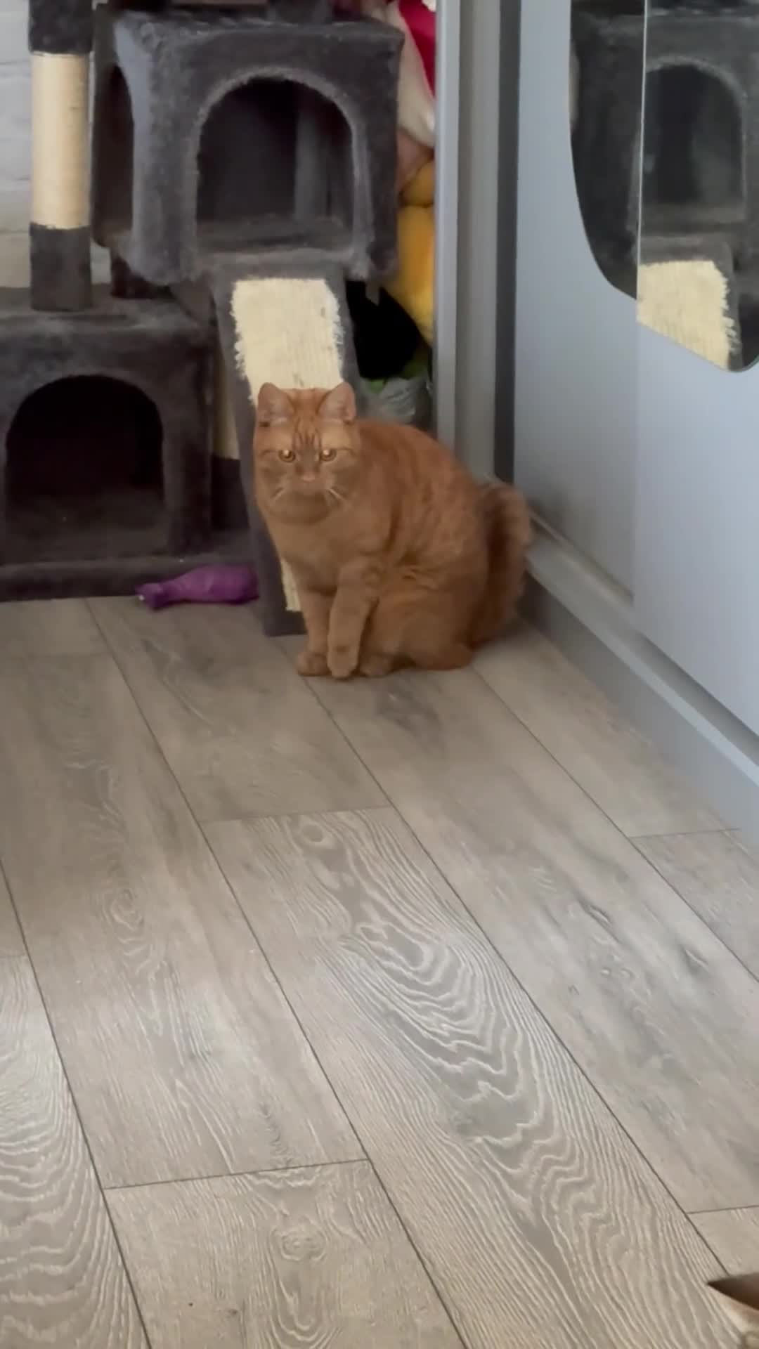 Domestic Shorthair cats for sale: Simba 2 years old - Video 1