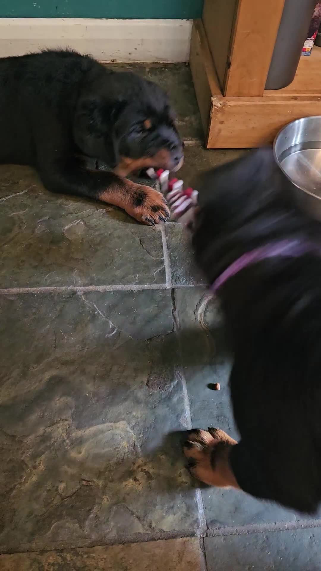 Rottweiler dogs for sale: Rottweiler Puppies in Great Yarmouth - Video 1