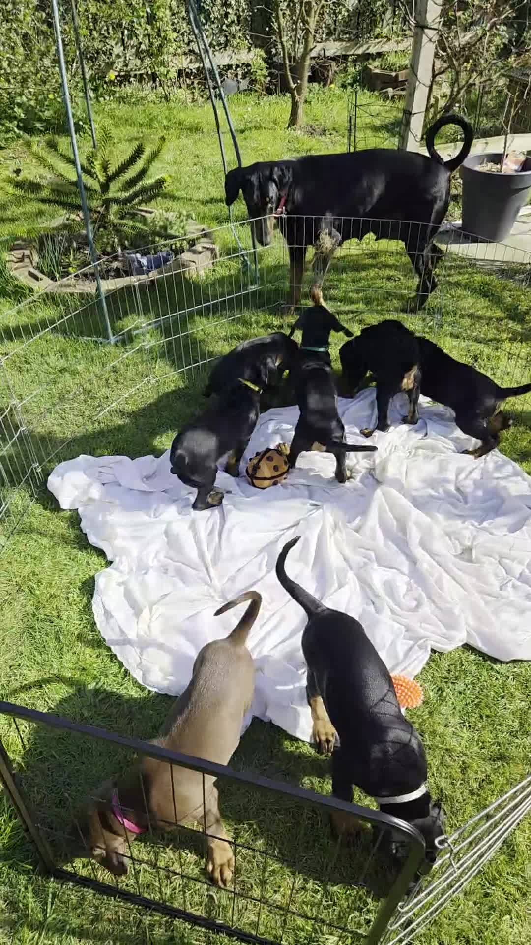 Dobermann dogs for sale: KC registered Dobermann puppies - Video 1