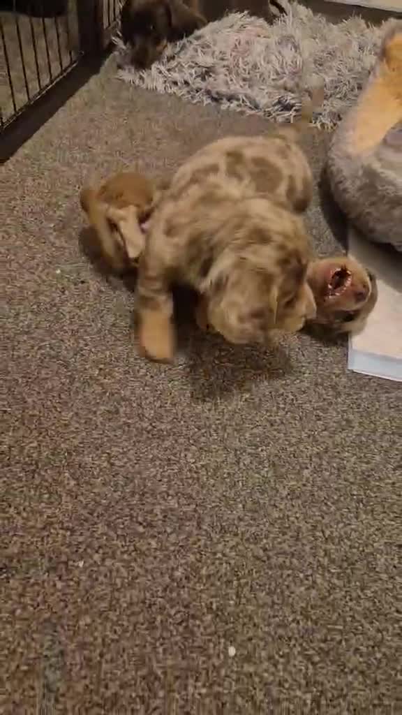 Miniature Dachshund dogs for sale: KC Dachshund puppies  - Video 1