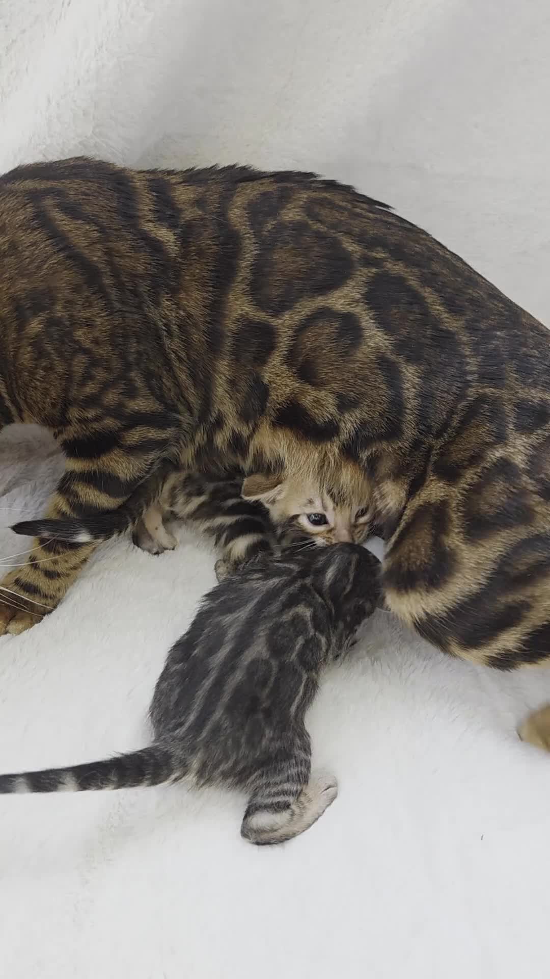 Bengal cats for sale: Tica register Bengal Kittens 😸  - Video 1