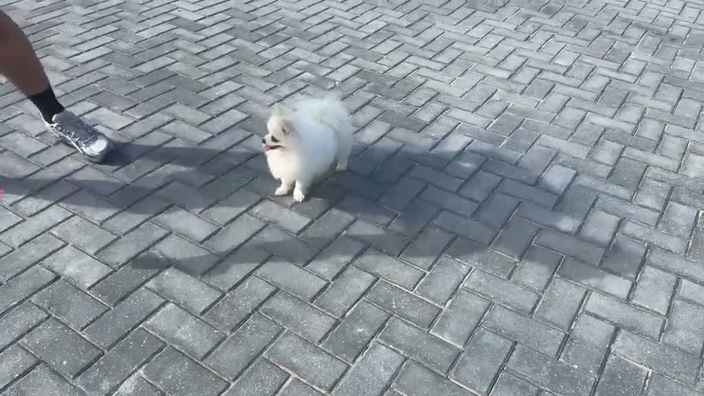 Pomeranian dogs for sale: Russian Pomeranian puppies - Video 2