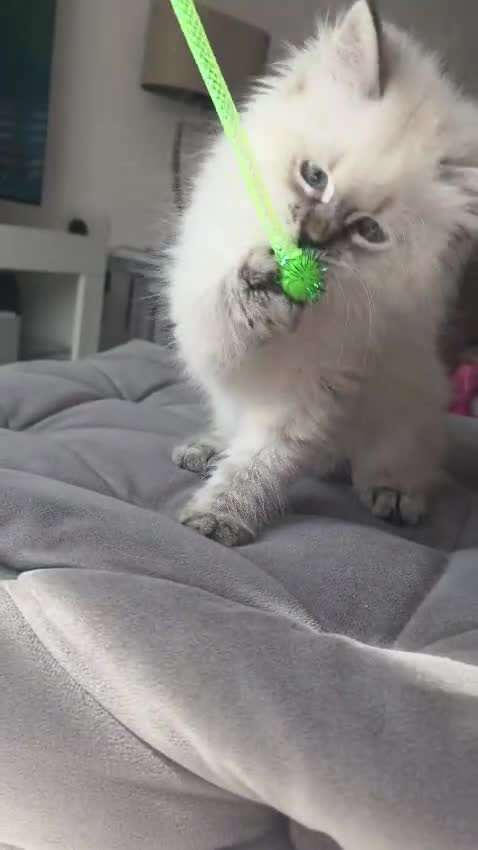 Siberian cats for sale: 🤩Pedigree registered Champion bloodline🤩  - Video 2