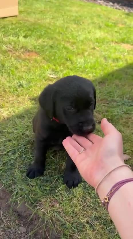 Labrador Retriever dogs for sale: KC Registered Black Labrador Puppies - Video 5
