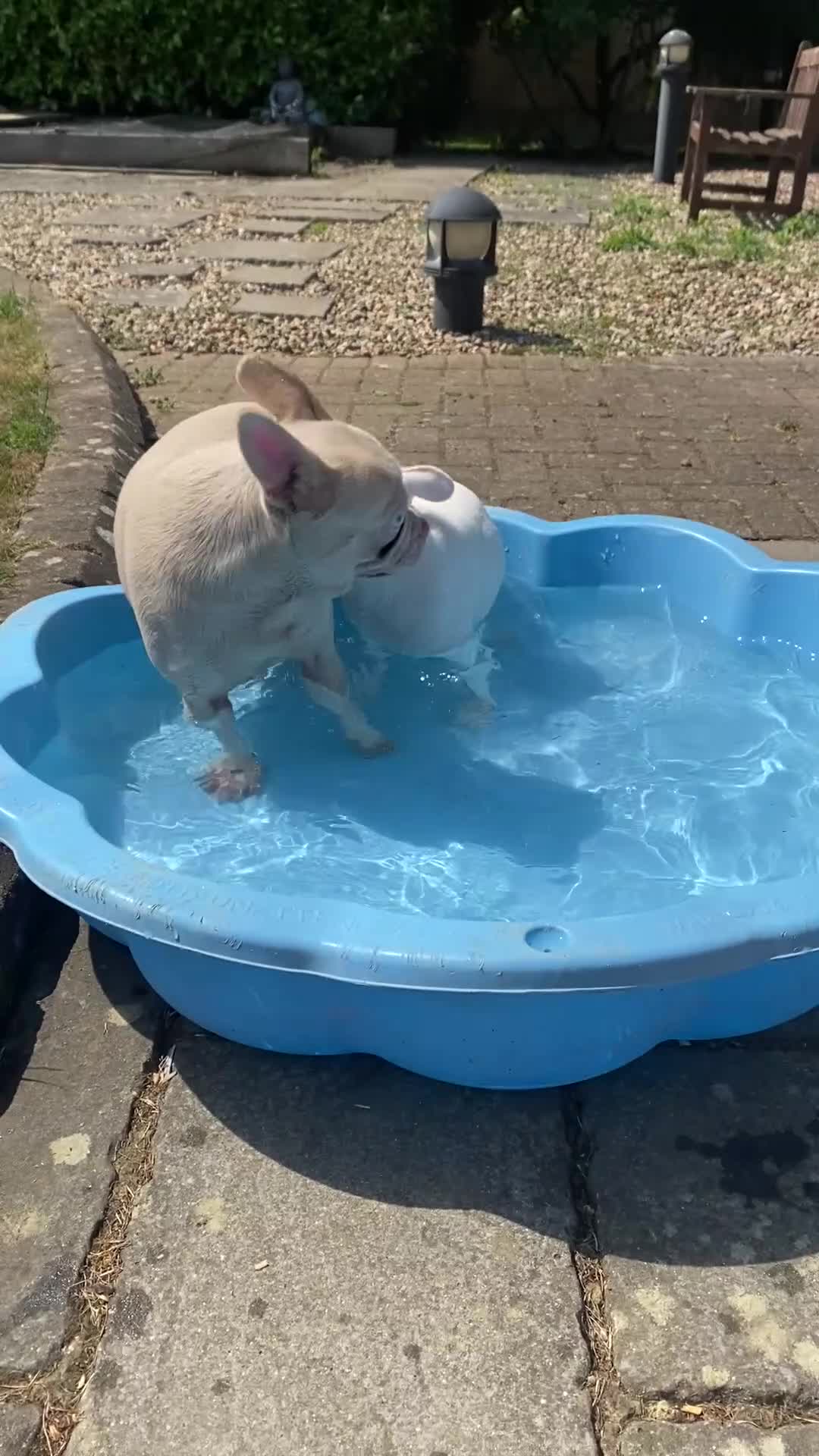 French Bulldog dogs for sale: Last Pink KC registered French Bulldog puppy - Video 1