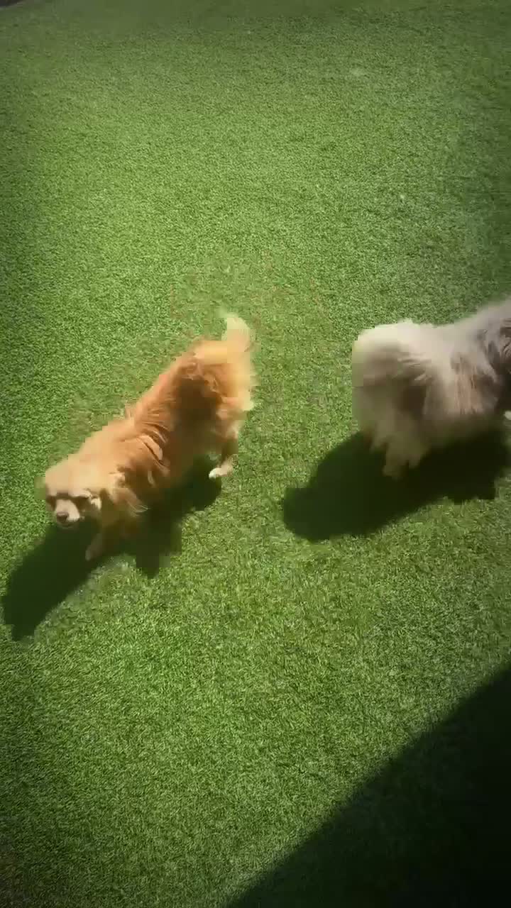 Pomchi dogs for sale: Pomchies  - Video 2