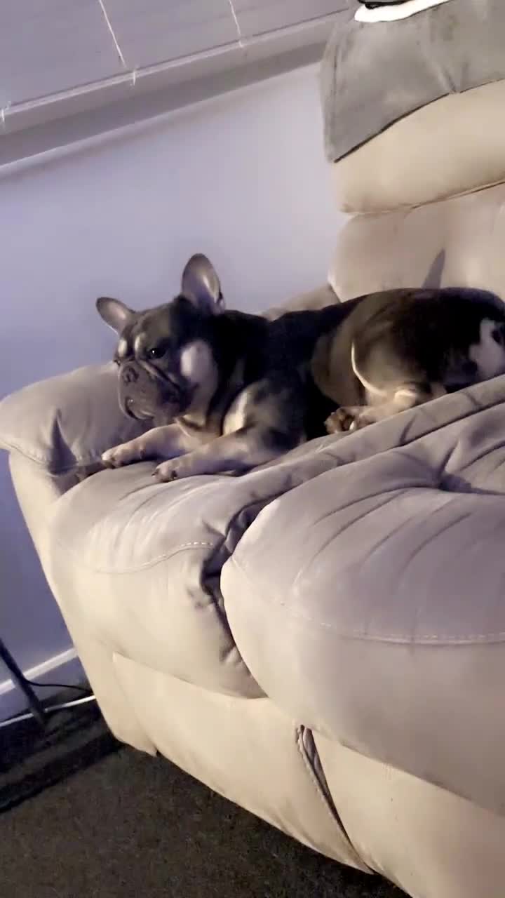 French Bulldog dogs for stud: Male frenchie for stud  - Video 3