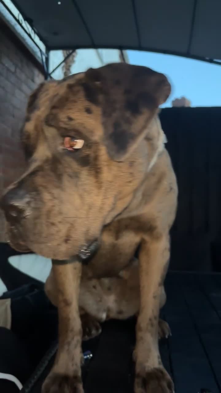 Cane Corso dogs for sale: Cane corso - Video 1