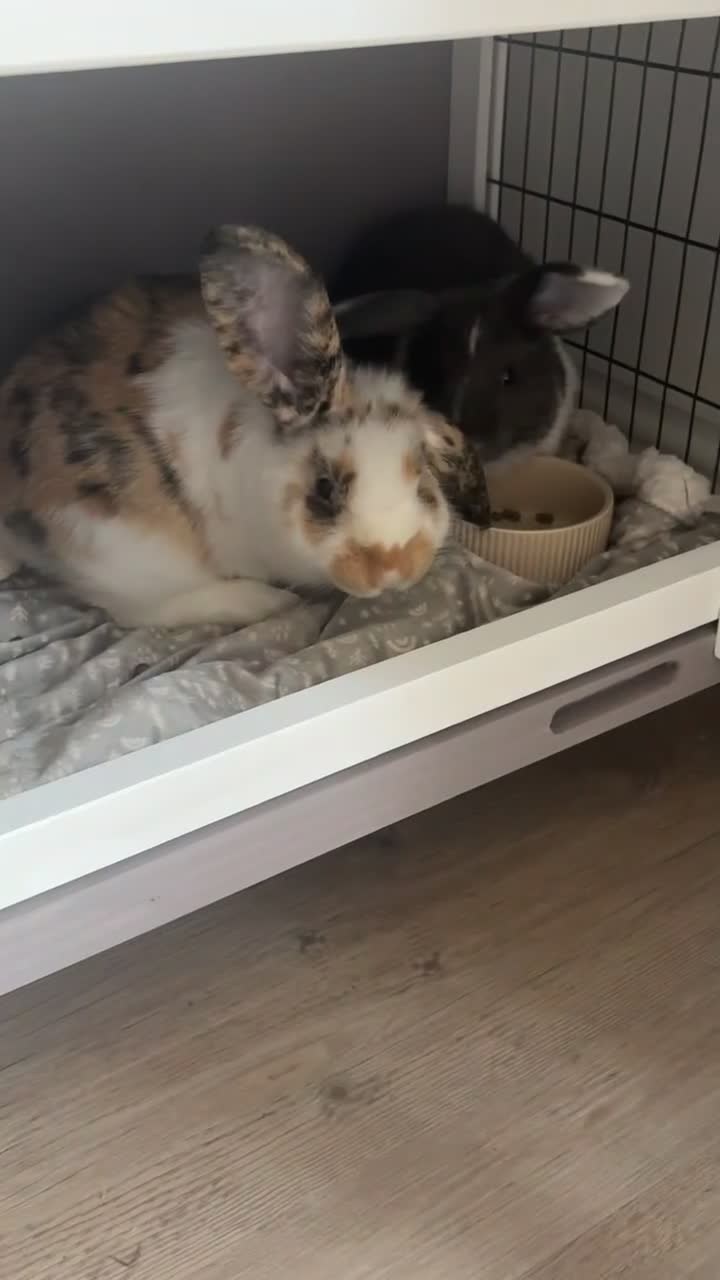 Mixed Breed rabbits for sale: 2 Male Bunnies in High Wycombe - Video 1