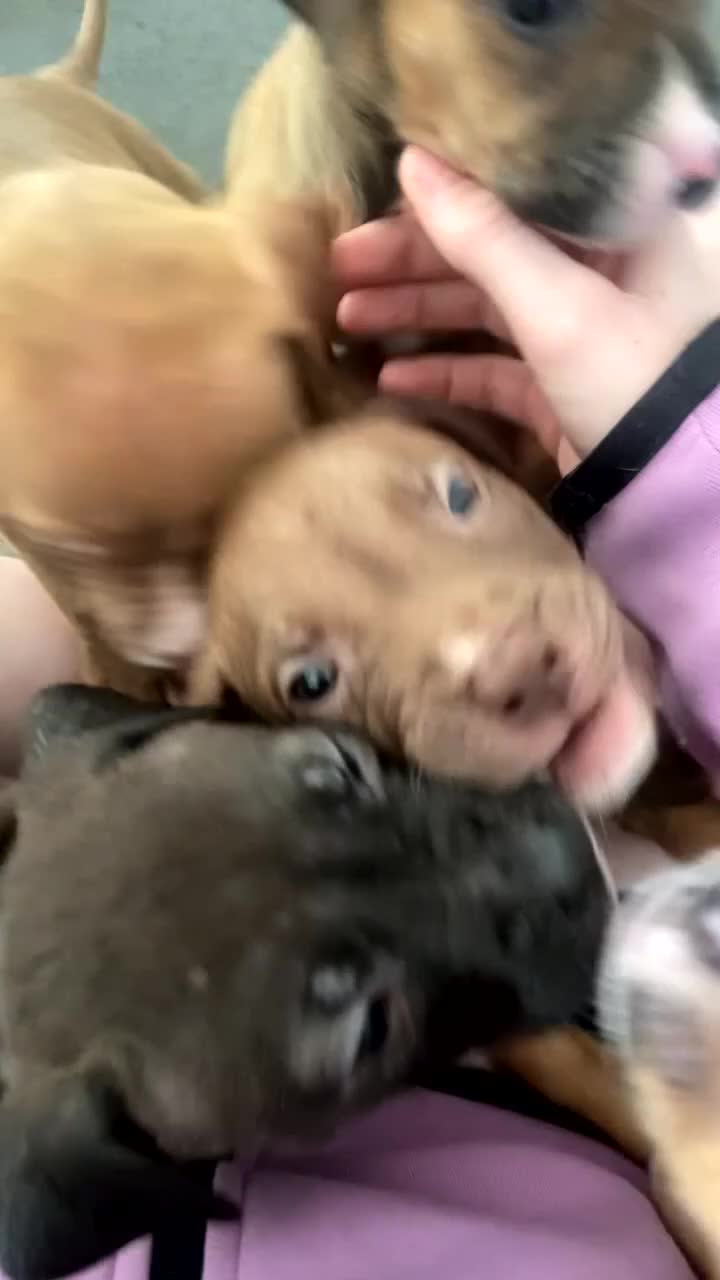 Bullmastiff dogs for sale: Bullmastiff puppies looking for their forever home in Motherwell - Video 1