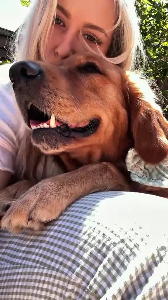 Golden Retriever dogs for sale: 🧸 Litter Announcement - Pedigree KC Puppies 🧸 - Video 2