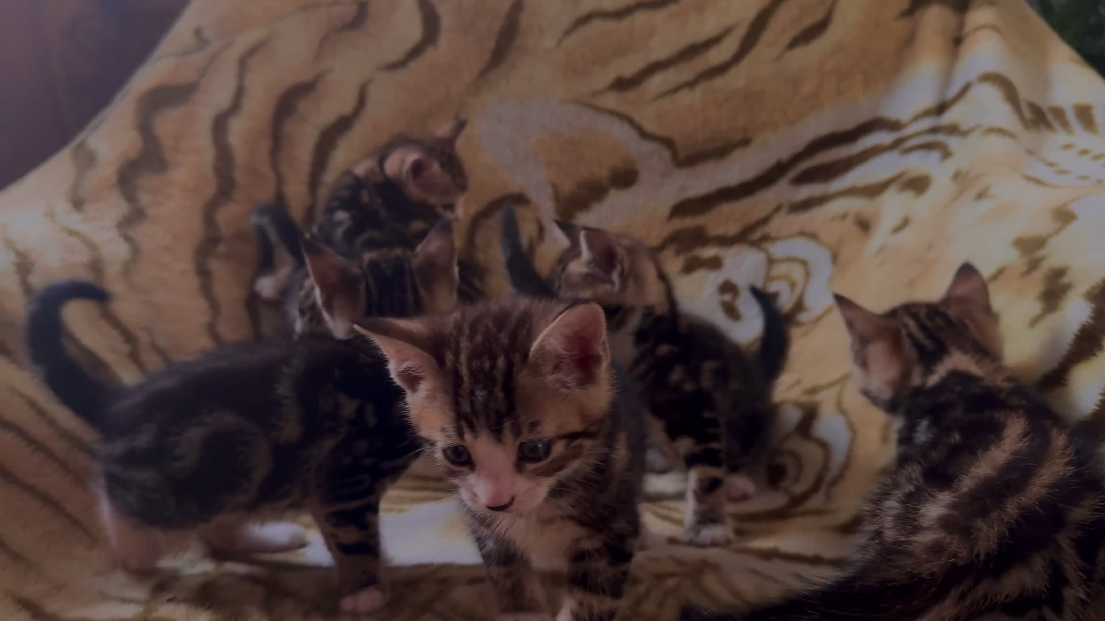 Mixed Breed cats for sale: 7 Beautiful Tabby Kitties in Greenford - Video 1