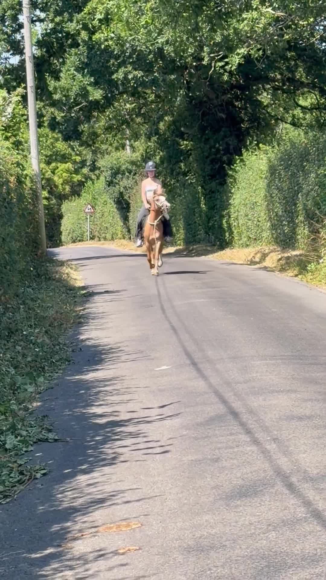 Welsh Section B horses for sale: Rosie section B x mare pony  - Video 2