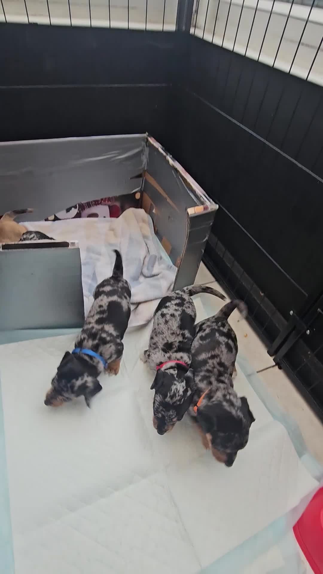 Jackshund dogs for sale: A stunning Jack Russell Terrier and Dachshund mix. - Video 2