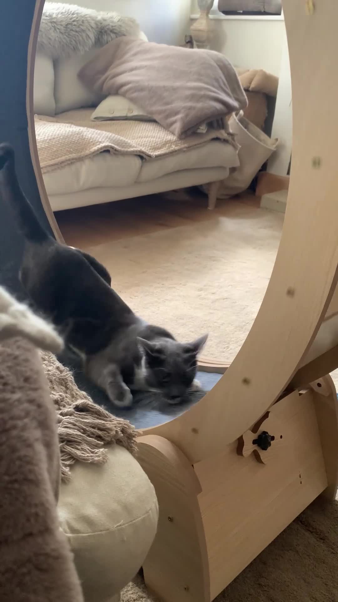 Mixed Breed cats for sale: Jellybean & Saffy love dogs!  - Video 2