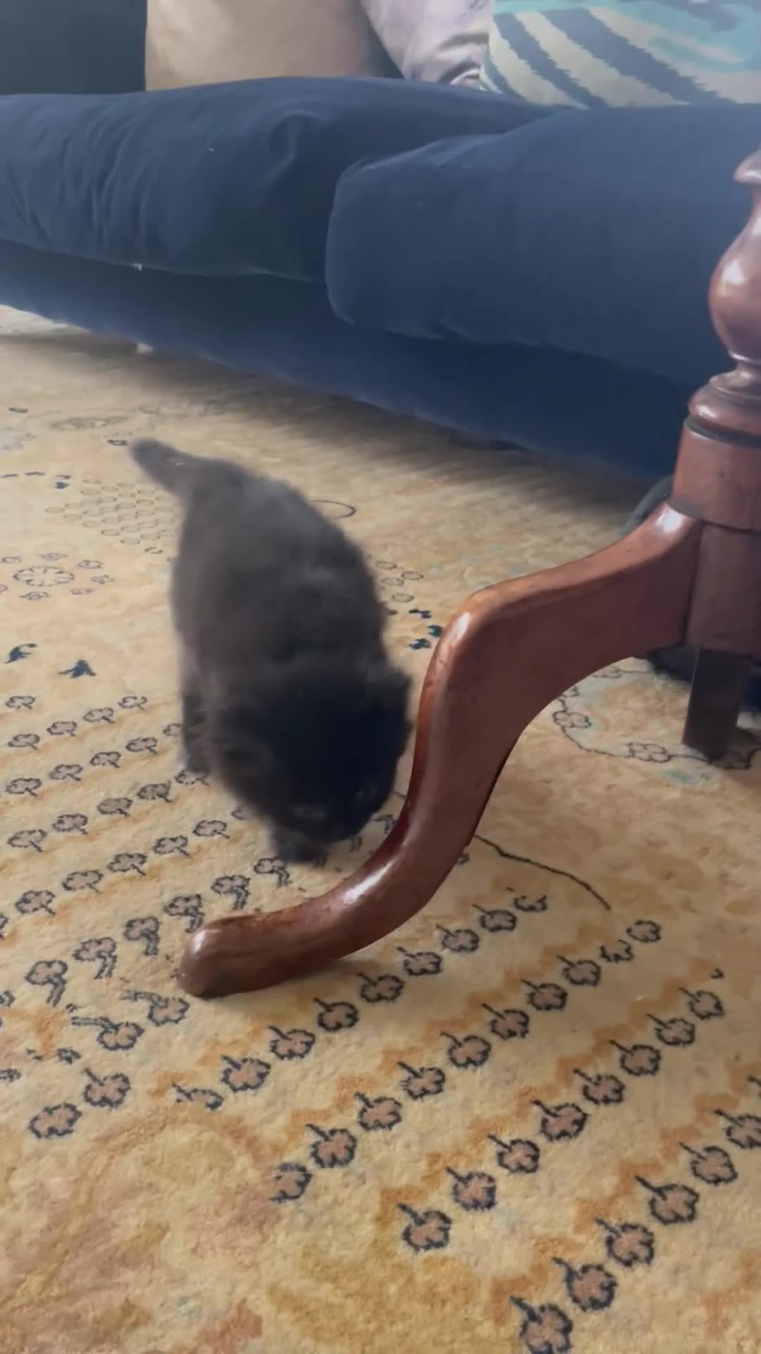 Mixed Breed cats for sale: Ragdoll mix beautiful black babies - Video 1