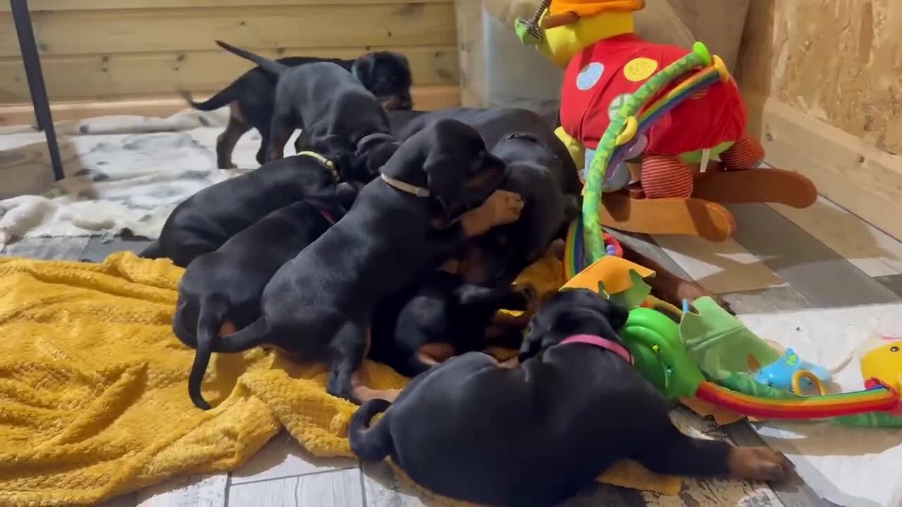Dobermann dogs for sale: Pure European Doberman puppies - Video 3