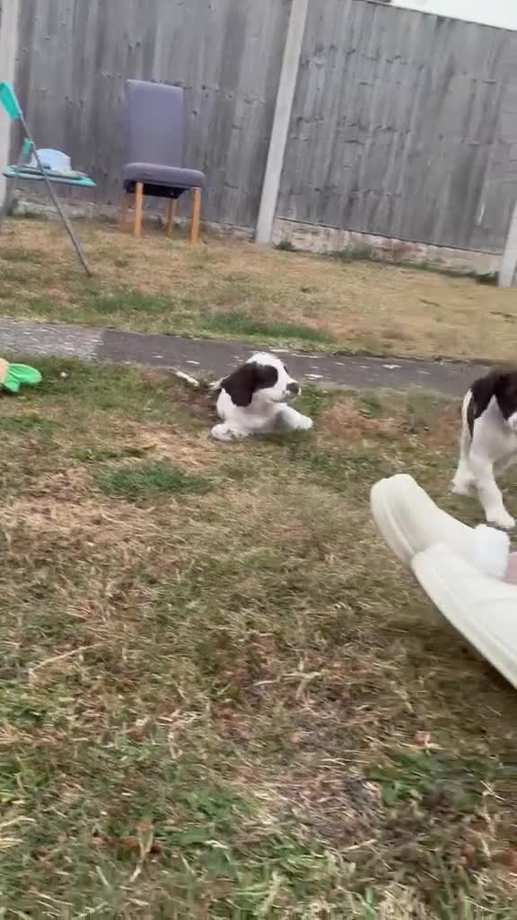 English Springer Spaniel dogs for sale: 1 kc registered boy dogs left - Video 1