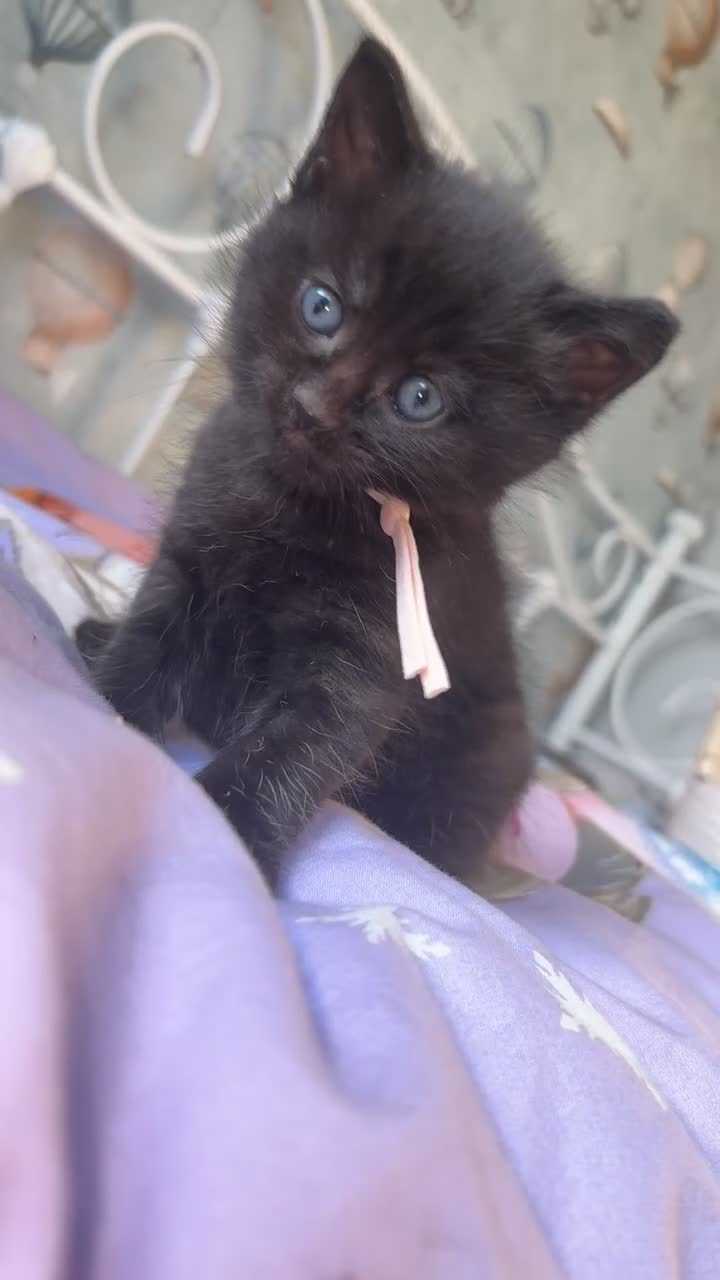Mixed Breed cats for sale: Two beautiful female kittens  in Stevenage - Video 1