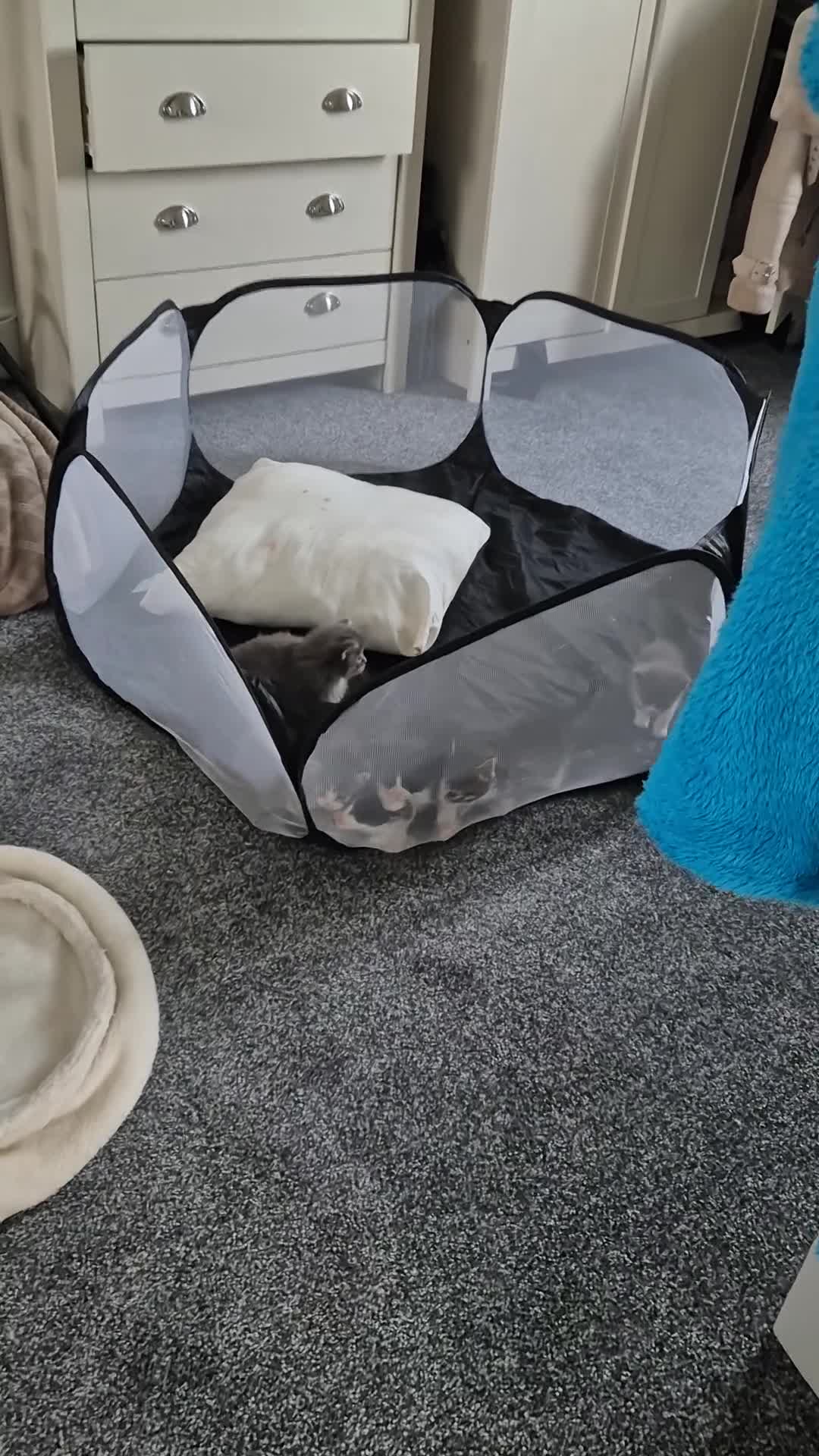 Mixed Breed cats for sale: Mixed ragdoll x mainecoon  - Video 1