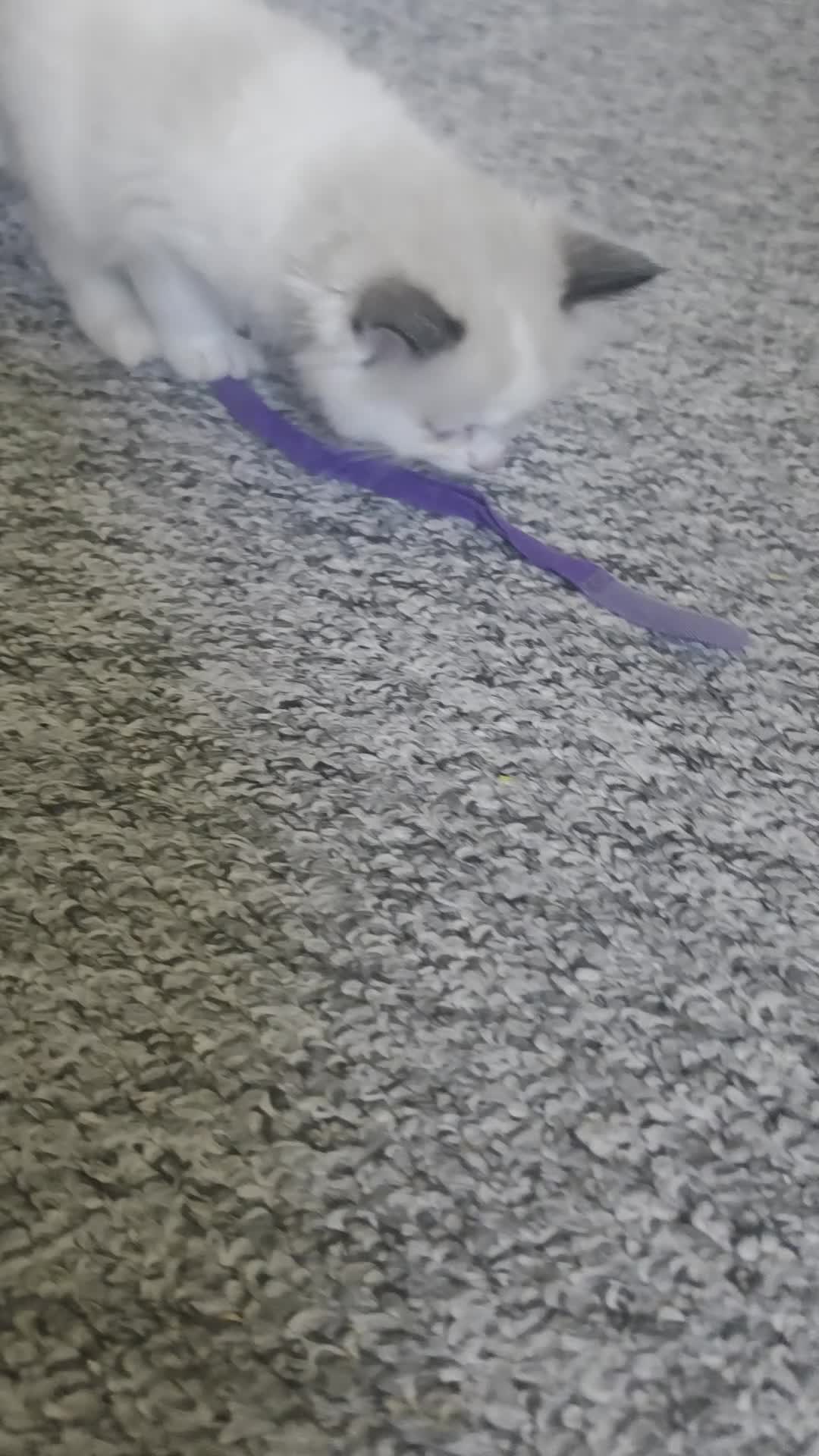 Ragdoll cats for sale: Full pedigree ragdoll  - Video 1