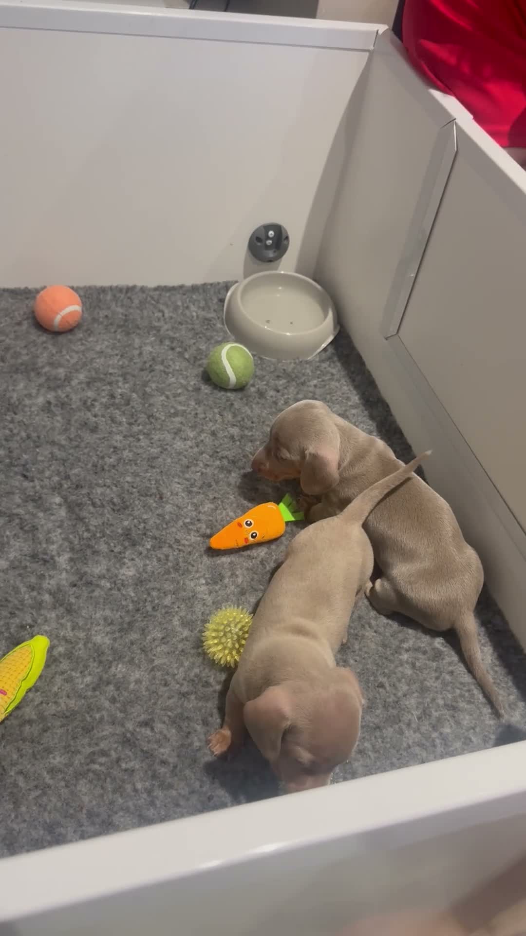 Dachshund dogs for sale: K.C registered miniature dachshund puppies - Video 3