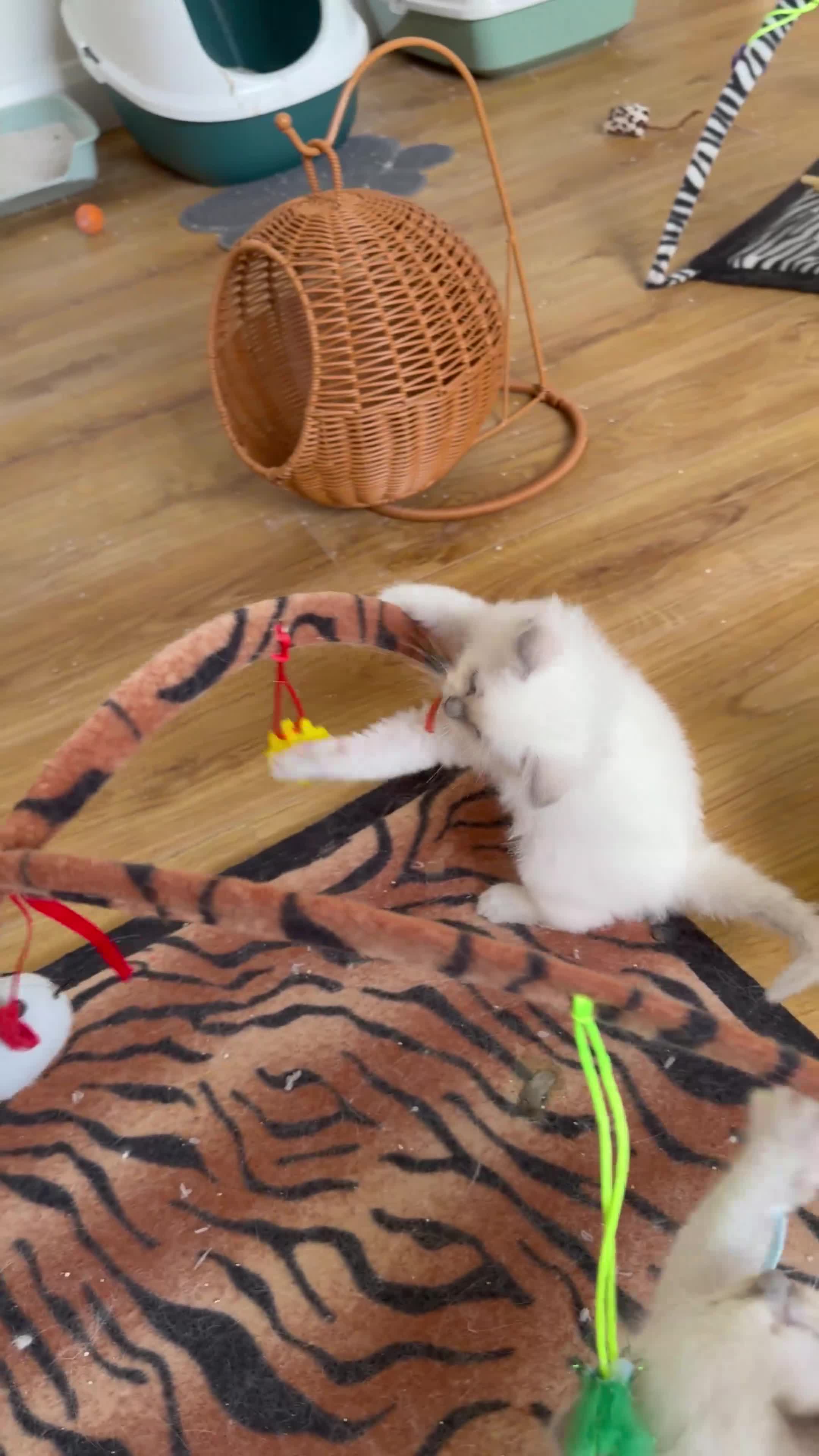 Ragdoll cats for sale: 🩵 GCCF Rare Lilac Male Ragdoll Kittens  - Video 5