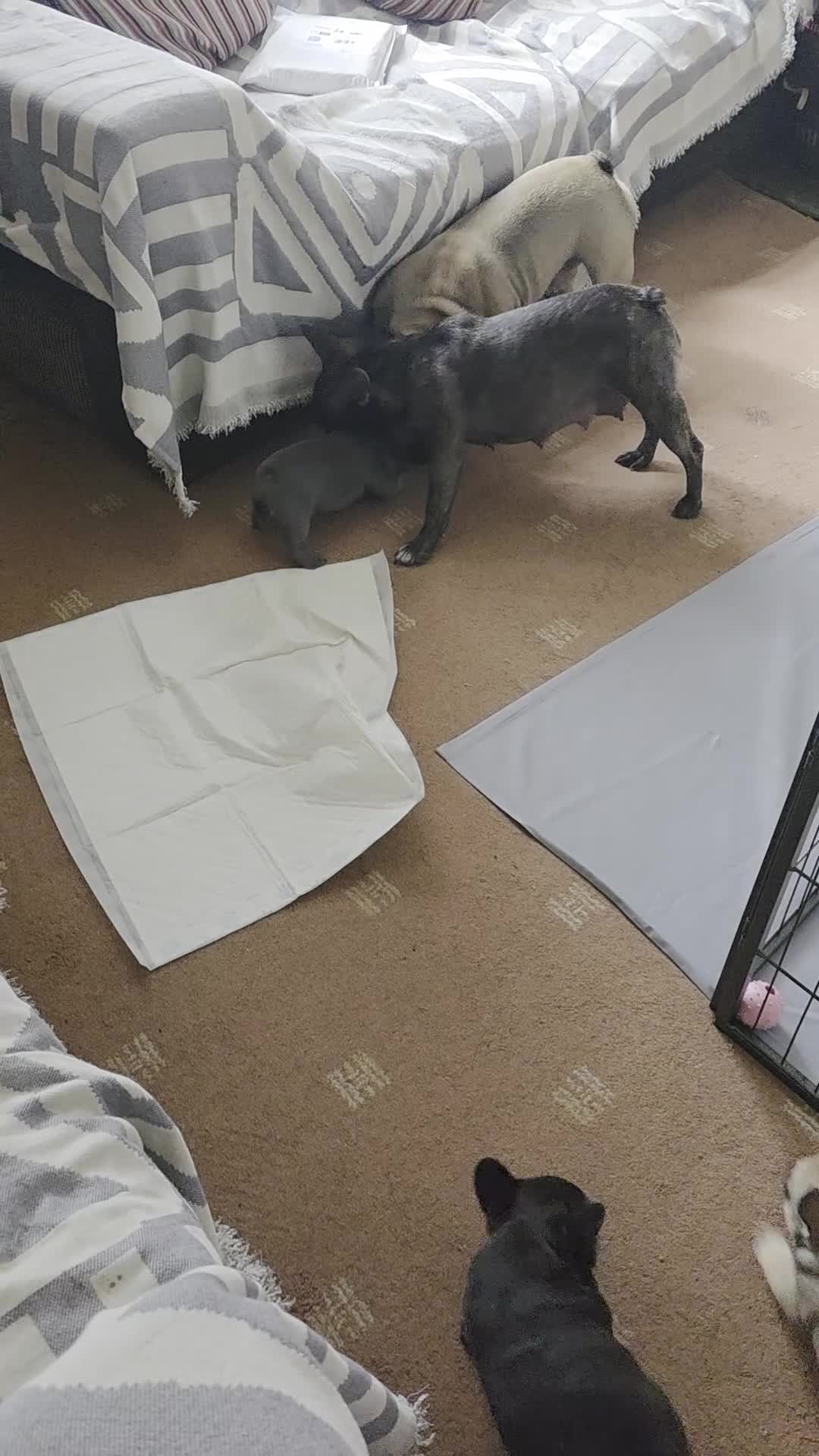 French Bulldog dogs for sale: 2 Beautiful KC registered girls - Video 1