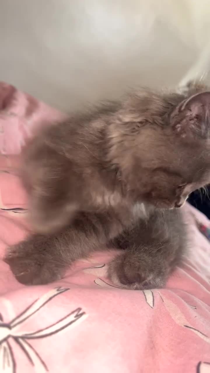 Mixed Breed cats for sale: Blue boy  - Video 1