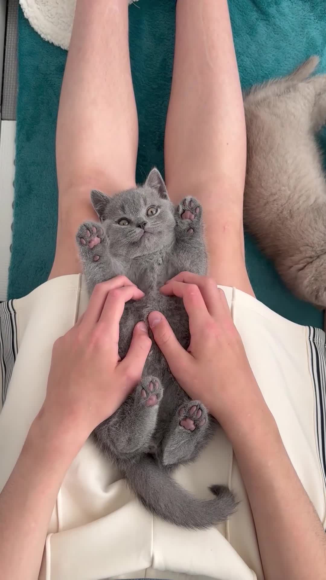 British Shorthair cats for sale: BRITISH SHORTHAIR &LONGHAIR - Full Pedigree - Video 2
