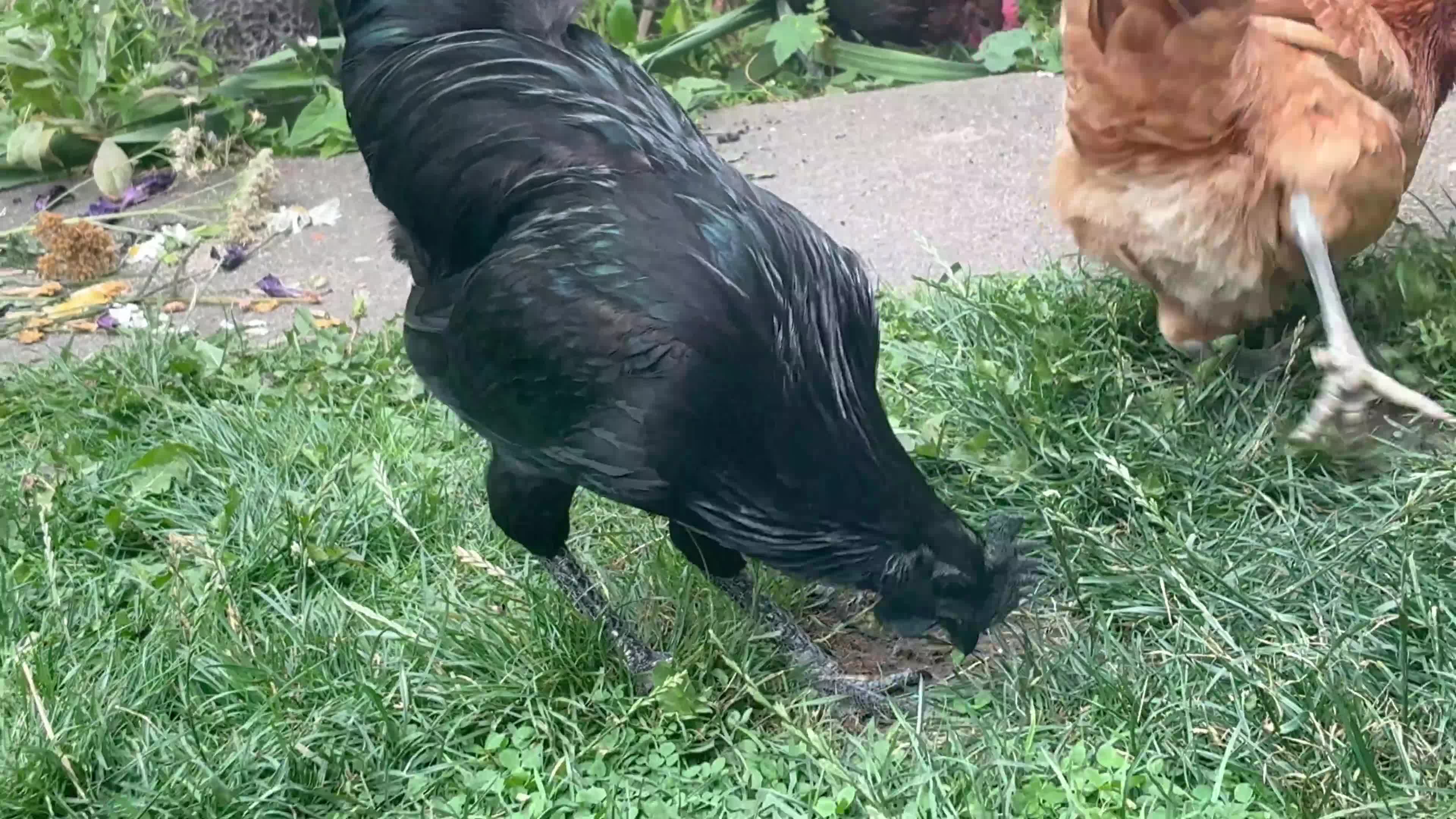 Chickens poultry for sale: Ayam Cemani  - Video 1