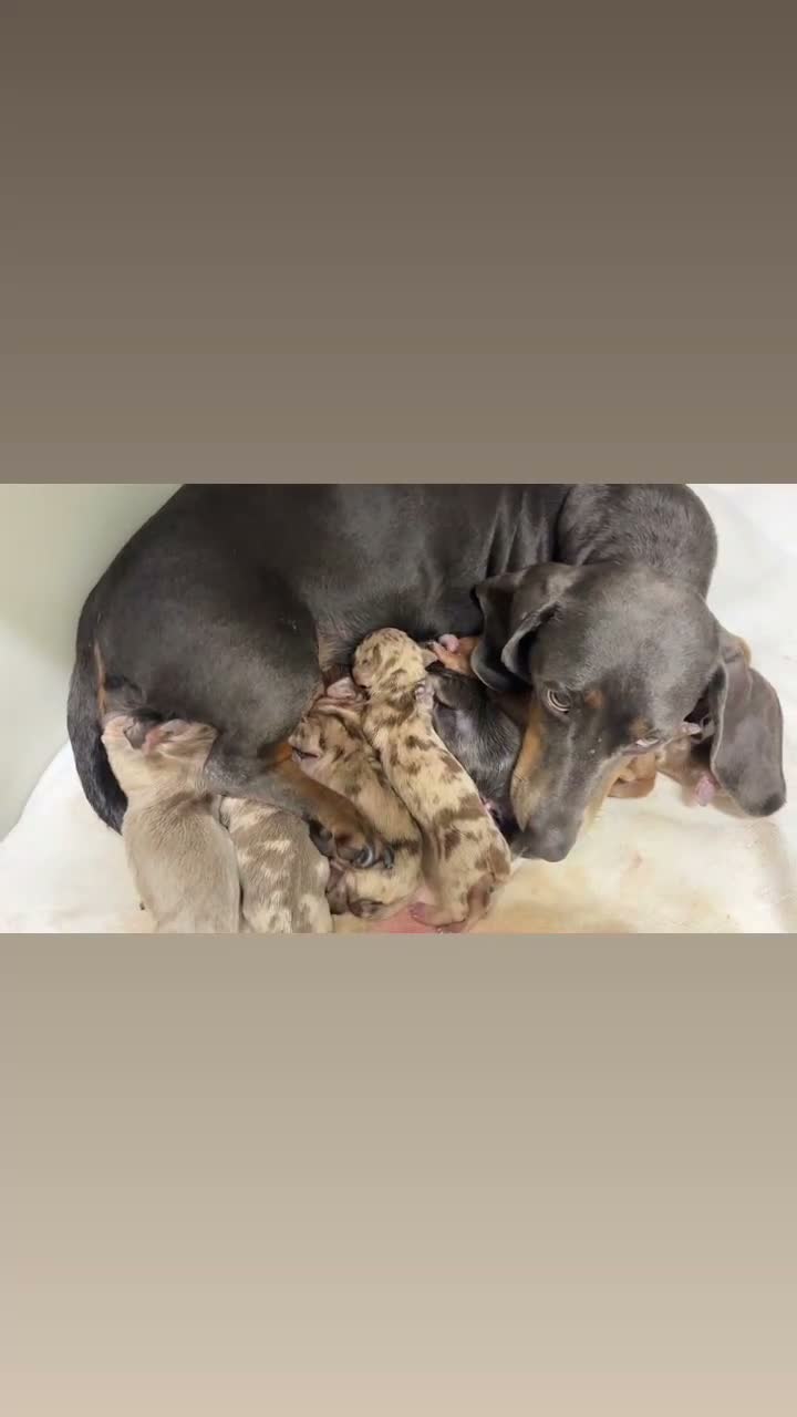 Miniature Dachshund dogs for sale: Beautiful miniature dachshund - Video 1