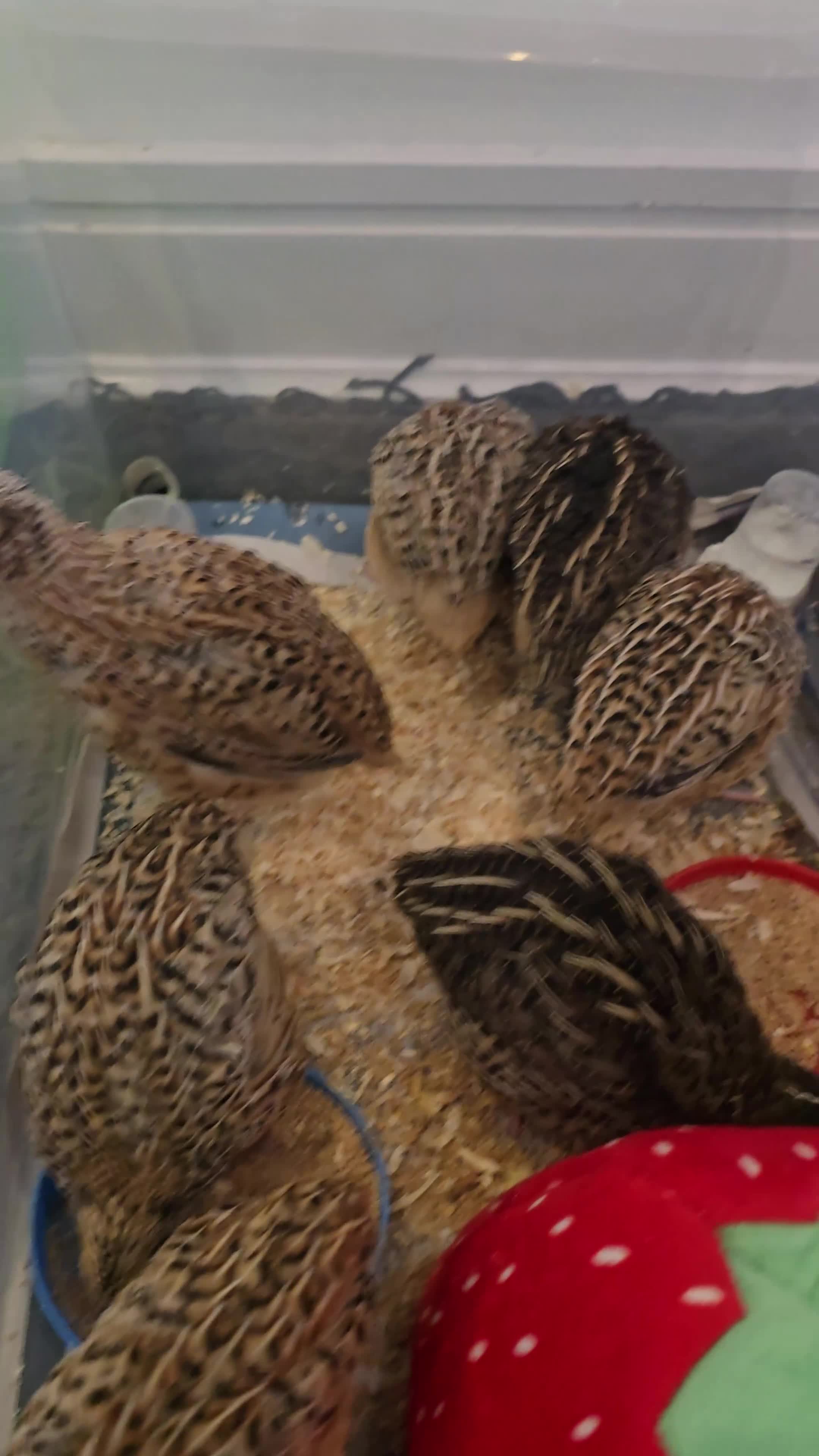 Quail poultry for sale: Quail chick Plympton  in Plymouth - Video 1