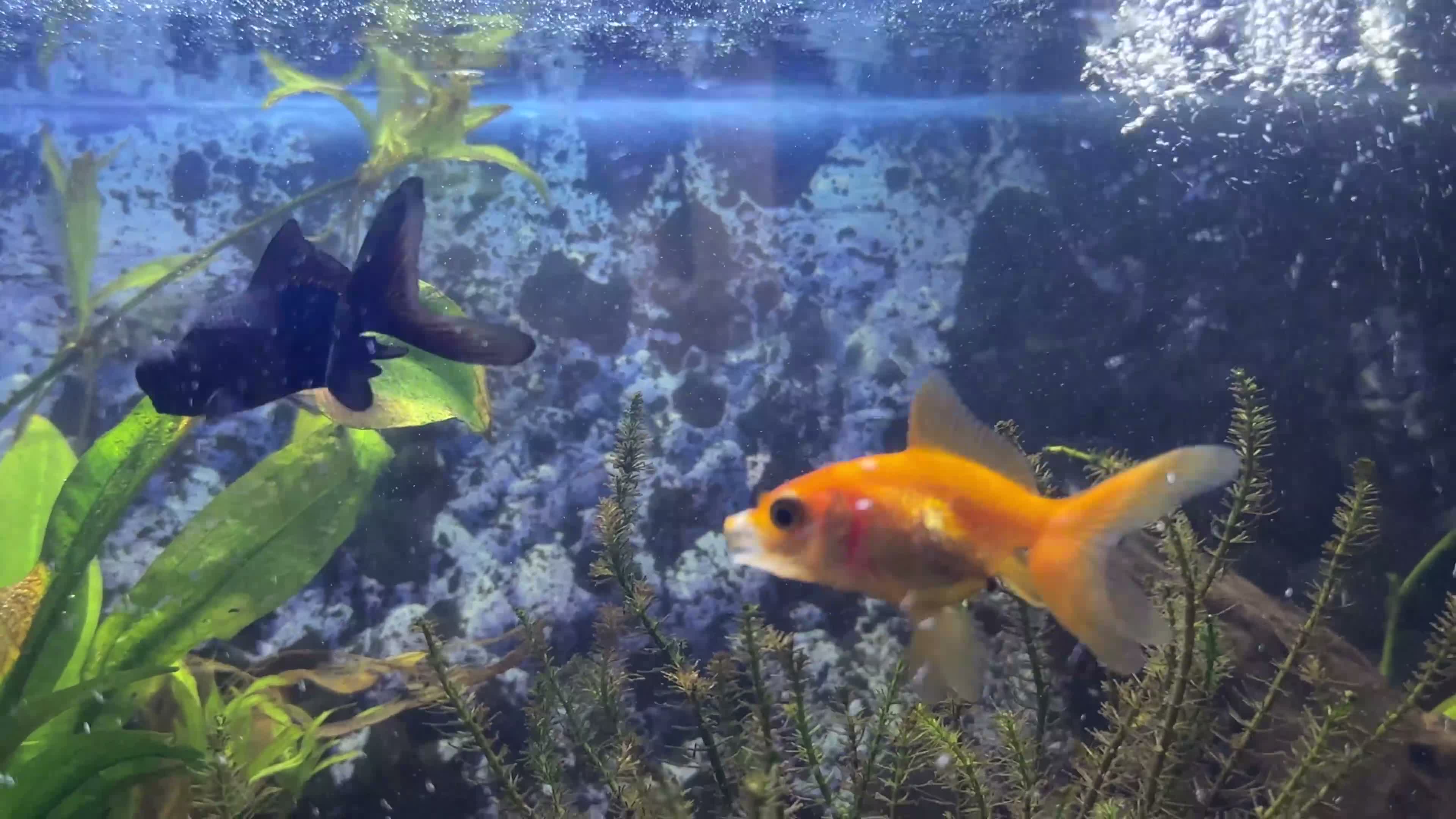 Goldfish fish for sale: One gold fish and one Blackmore  in Weston-super-Mare - Video 1