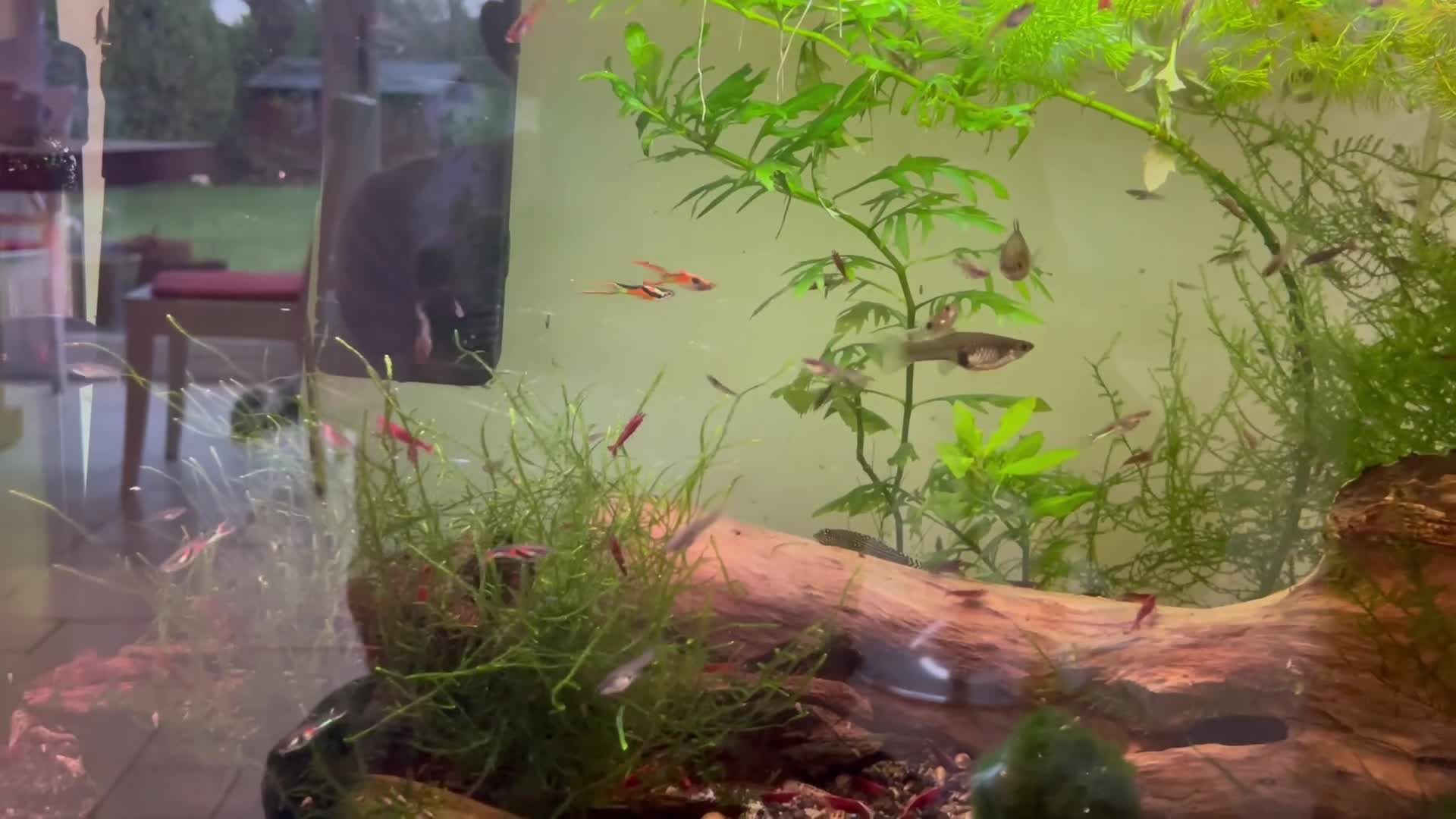 Other/Mixed Breed fish for sale: Pure bred Endler guppies for sale  - Video 1